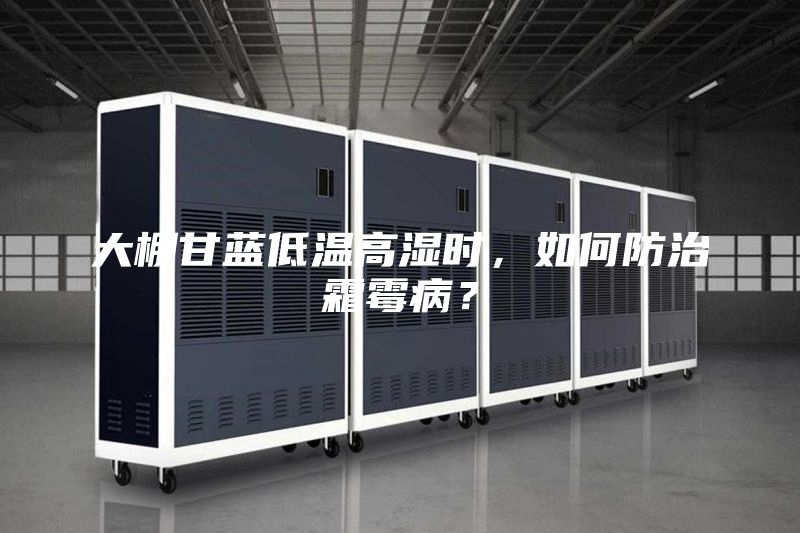 大棚甘藍(lán)低溫高濕時(shí)，如何防治霜霉病？